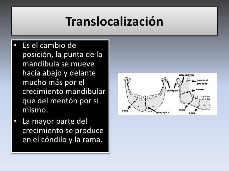 Condilar Crecimiento Craneo Facial Condilar Crecimiento Craneo Facial